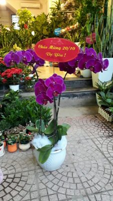 Hoa-lan-ho-diep-1 Hoa lan hồ điệp-loài hoa của sắc đẹp