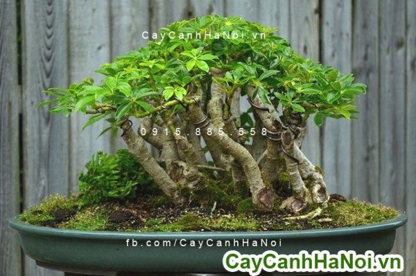 cay-chiu-nang-hinh-2 Cây chịu nắng-loại cây hoàn hảo để làm mát ngôi nhà của bạn
