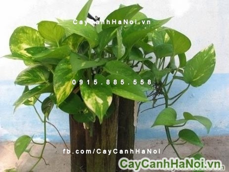 cay-phong-thuy-4 Tại sao nên trồng ít nhất một loại cây phong thủy