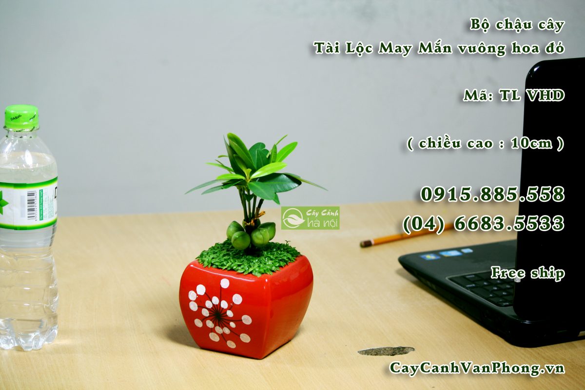 Cây tài lộc-loài cây đem lại tiền tài hình 1